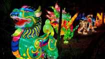 The Asian Lantern Festival: Into the Wild