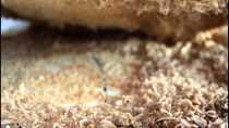 Casu Marzu, Queijo de Larvas Sardenha