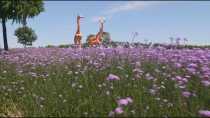 Lavanda florescendo