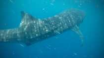 Whale Sharks in Belize