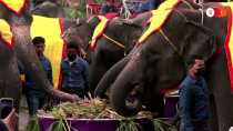 Dia Nacional do Elefante