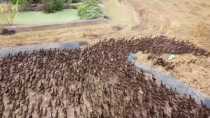Patos en campos de arroz