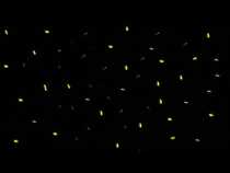 Fireflies in Maharashtra