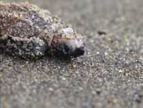 Turtle Nesting Season