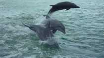 Dolphin Watching