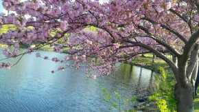 Vancouver Cherry Blossom Festival 2024 - Dates