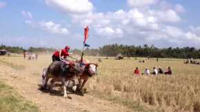 Makepung Buffalo Races
