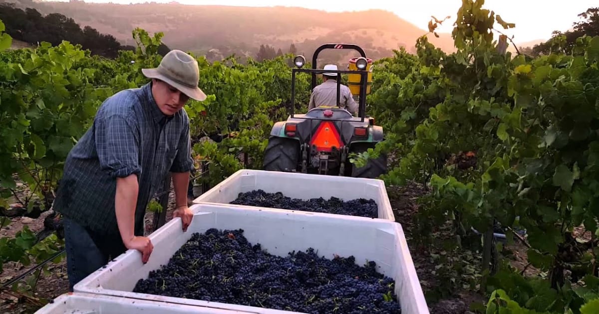 Cosecha y vendímia del valle de Napa en Valle de Napa, CA, 2025