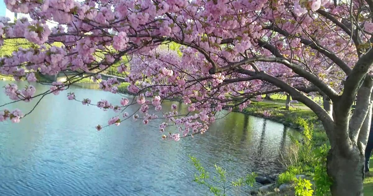 Best Time to See Cherry Blossoms in Boston 2022 When to See Rove.me