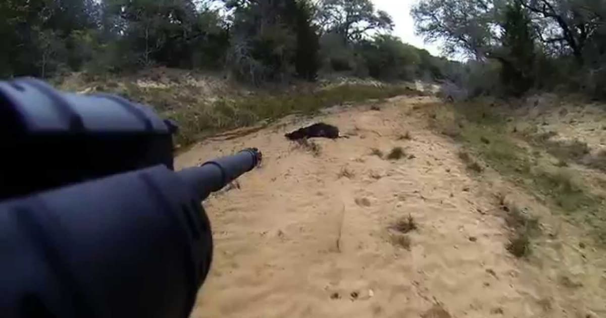 Best time for Hog Hunting in Texas 2019/2020 - Best Season ...