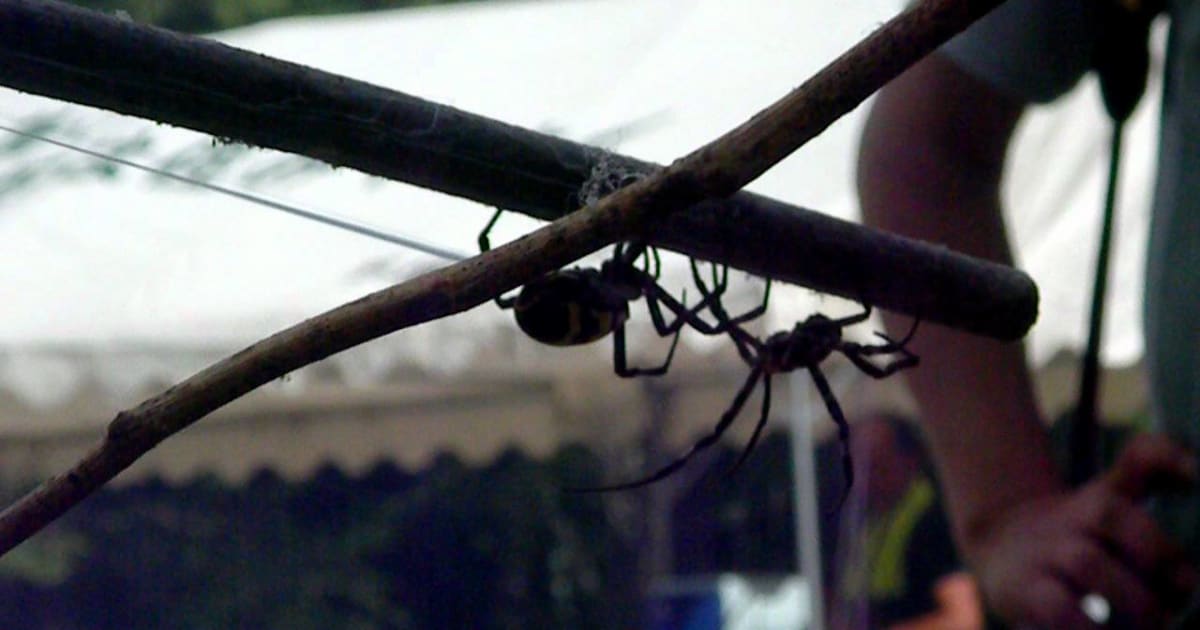Kumo-Gassen or Kajiki Spider Fighting Festival (加治木くも合戦)  2019