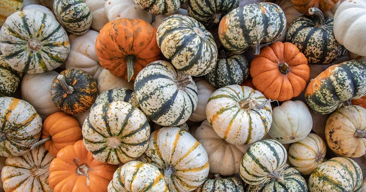 Pumpkin Festival en Milton, WV en West Virginia, 2023