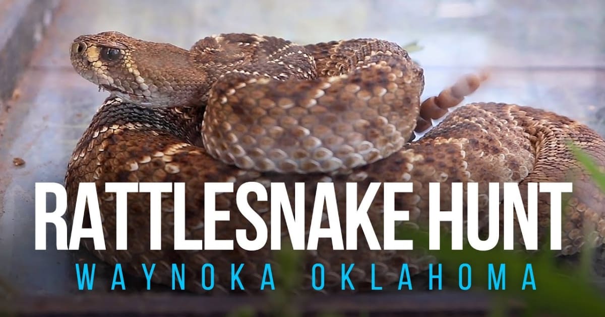 Waynoka Rattlesnake Hunt 2023 in Oklahoma Dates