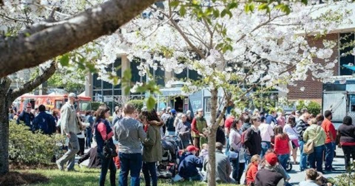 International Cherry Blossom Festival in Macon 2025, (USA) Rove.me