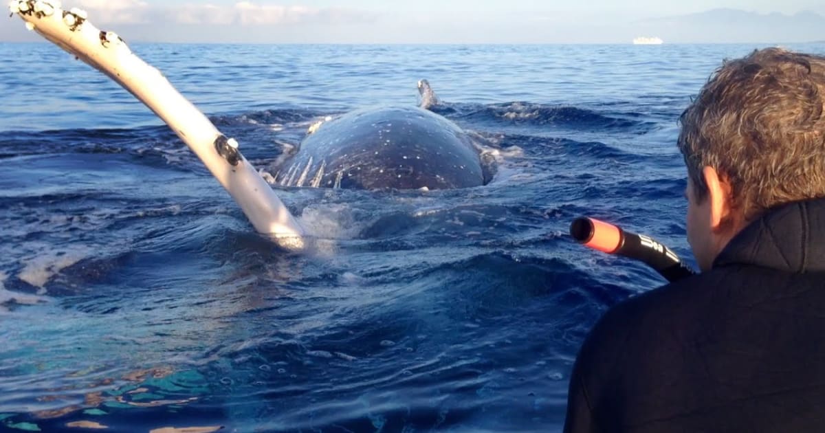 Whale Watching in Maui, HI 2025 Rove.me