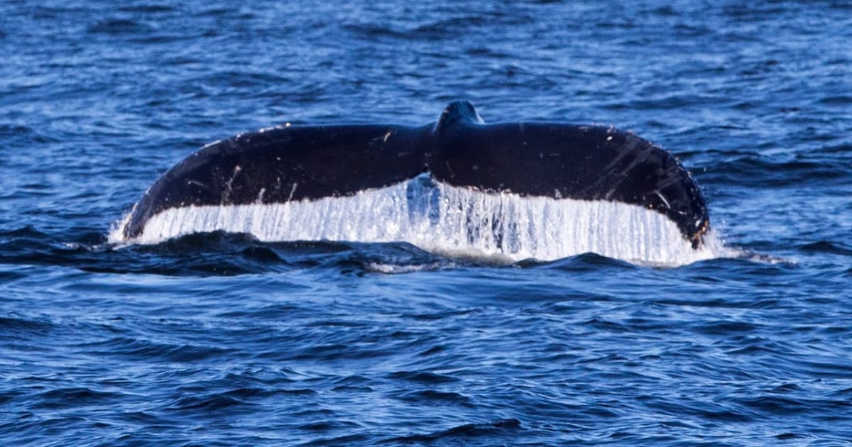 Best Time for Whale Watching in Oregon 2024 When to See Rove.me