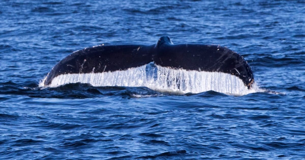 Best Time for Whale Watching in Oregon 2025 When to See Rove.me