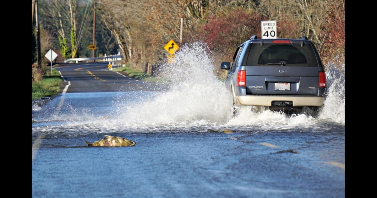 Best Time for Salmon Crossing the Road in Washington 2022 Rove.me