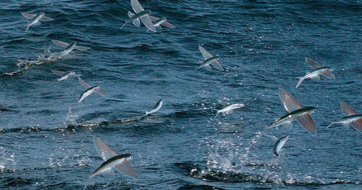 Best Time for Flying Fish in Maldives 2024 When to See Rove.me