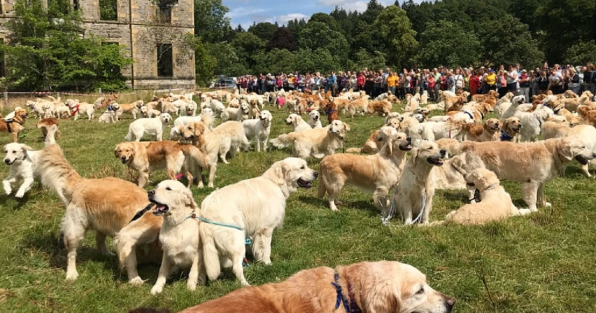 Guisachan house hotsell golden retrievers