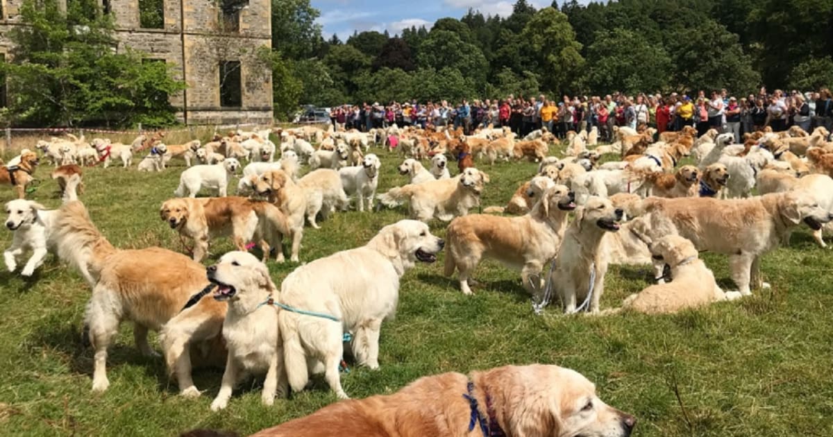 Guisachan Gathering (Golden Retriever Festival) 2024 in Scotland Dates