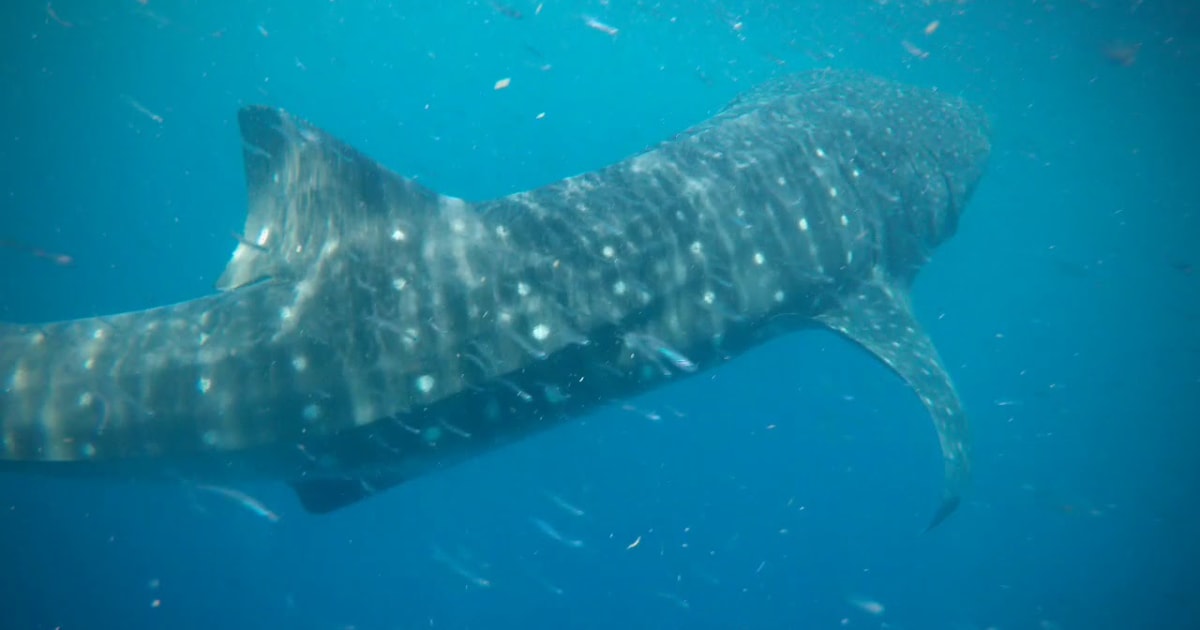 Best Time to See Whale Sharks in Belize 2024 When to See Rove.me