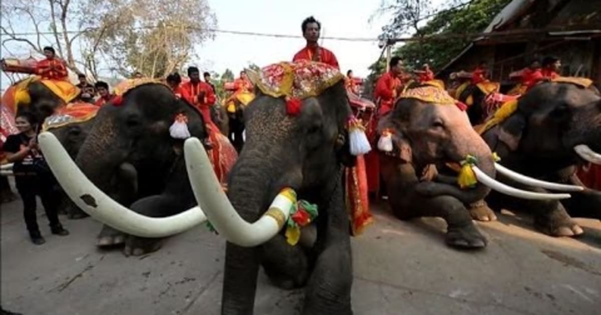 National Elephant Day 2022