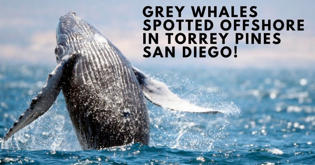 Best time for Whale Watching in San Diego 2024 Best Season