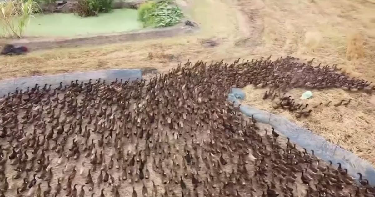 Best Time to See Ducks on Rice Fields in Thailand 2024 - Rove.me