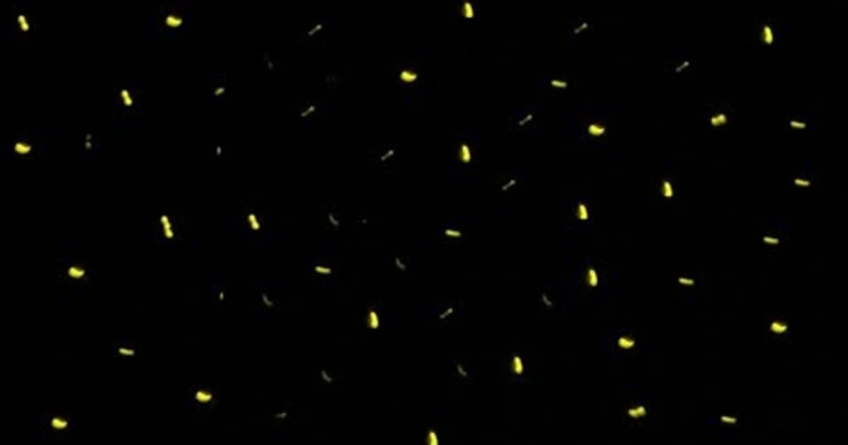 Best Time To See Fireflies In Maharashtra India 2021 Rove Me Visit india in february 2021 to enjoy festivals at some of the best destinations across the country, including the taj mahal, kerala, and rajasthan. see fireflies in maharashtra india