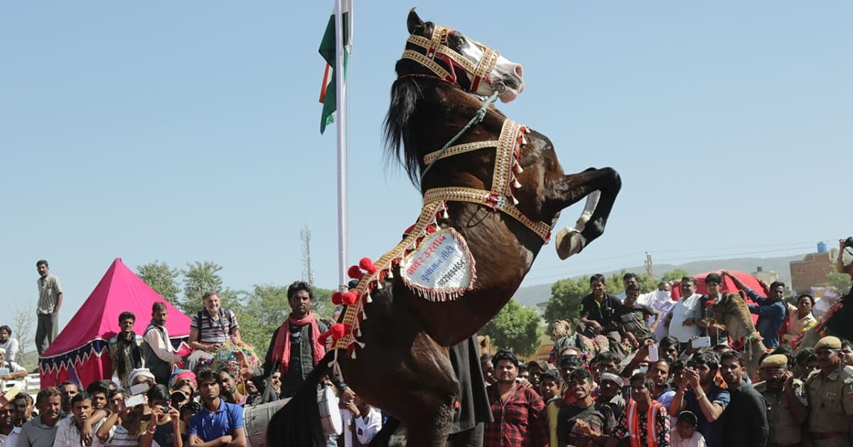 Pushkar Mela (Camel Fair) 2021 in India - Dates