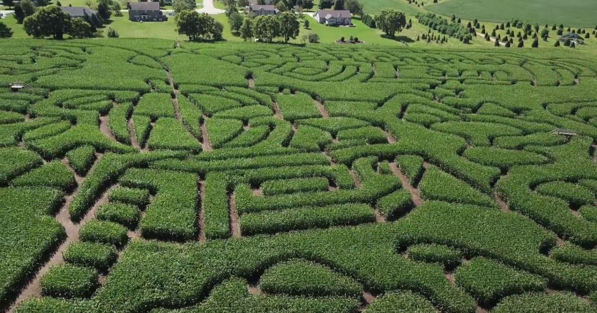 Best time for Richardson Adventure Farm Corn Maze in ...