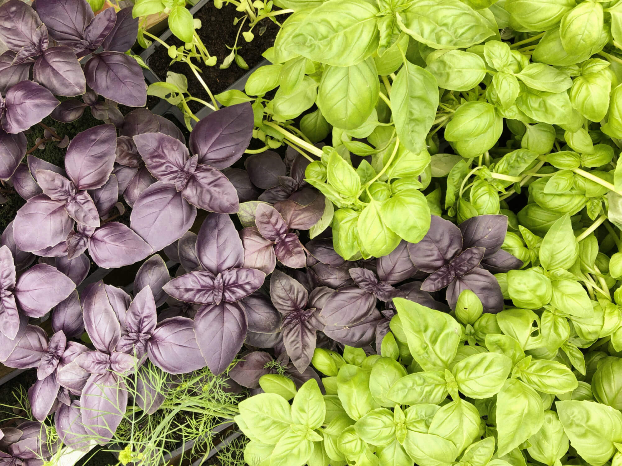 Basil Alnwick Gardens