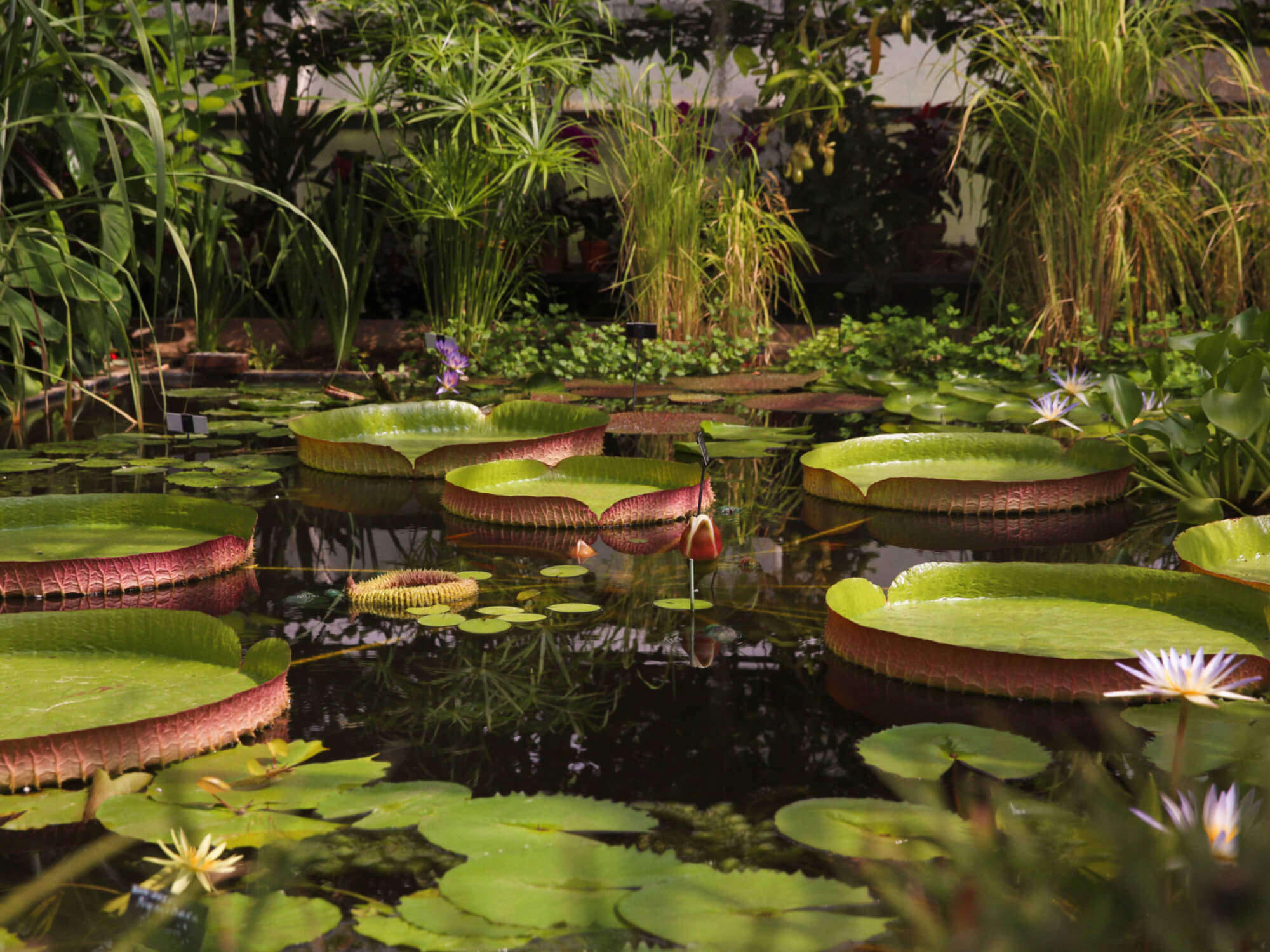 water lillies, botanic garden, oxford
