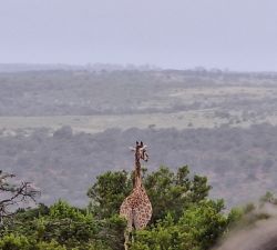 Giraffe, Südafrika