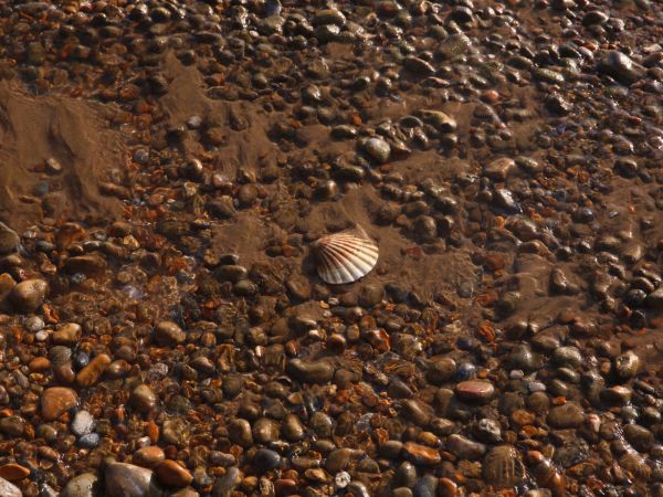 Dungeness shell and stones