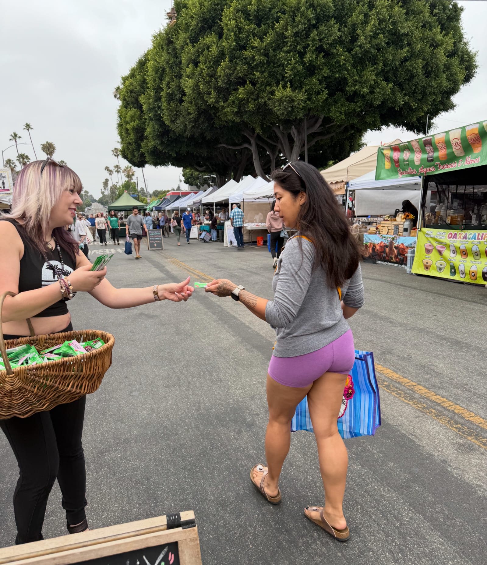 Amazing Grass at Grand View at Venice Boulevard