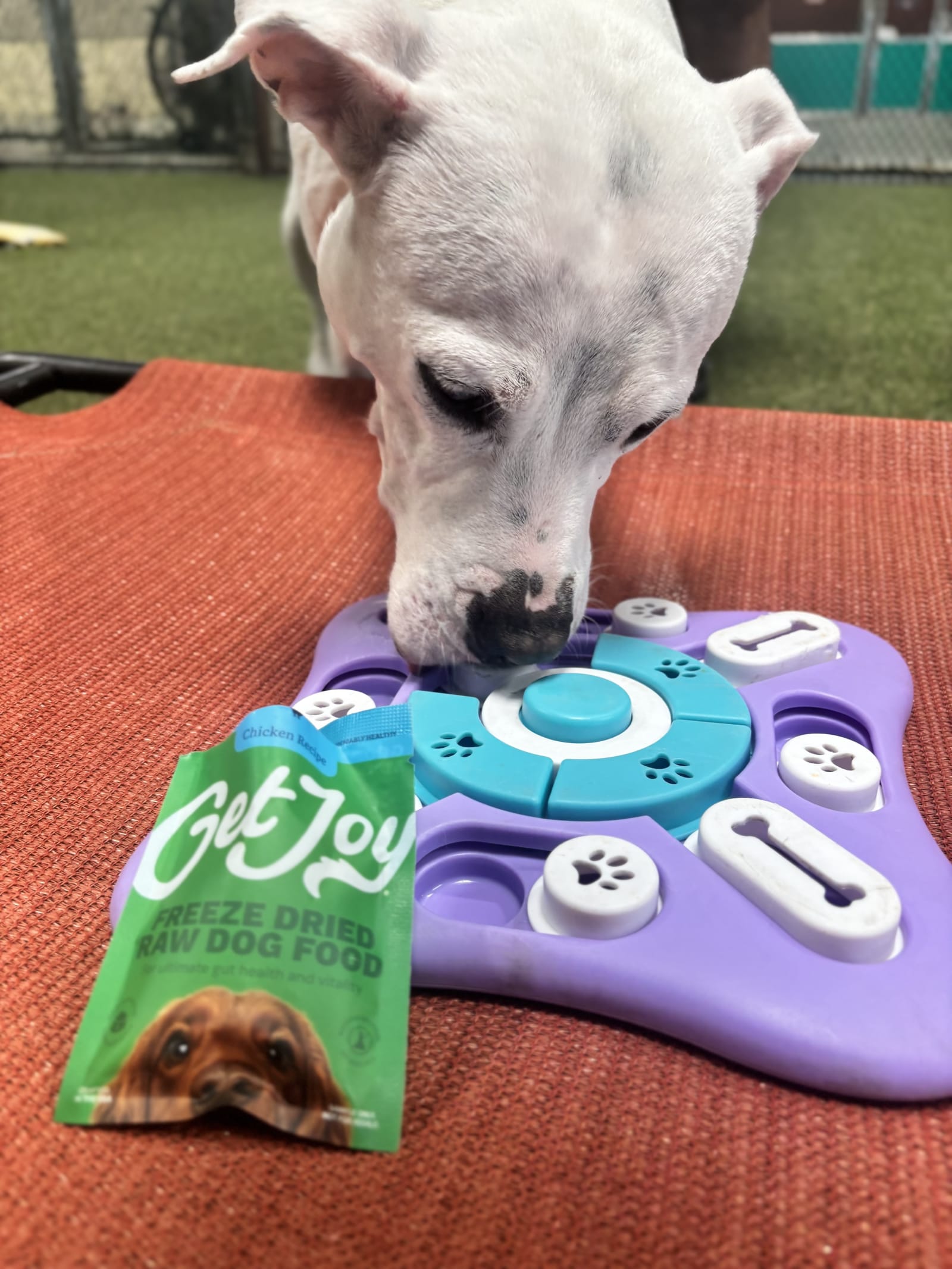 Get Joy & Co. at Joyful Paws Pet Hotel