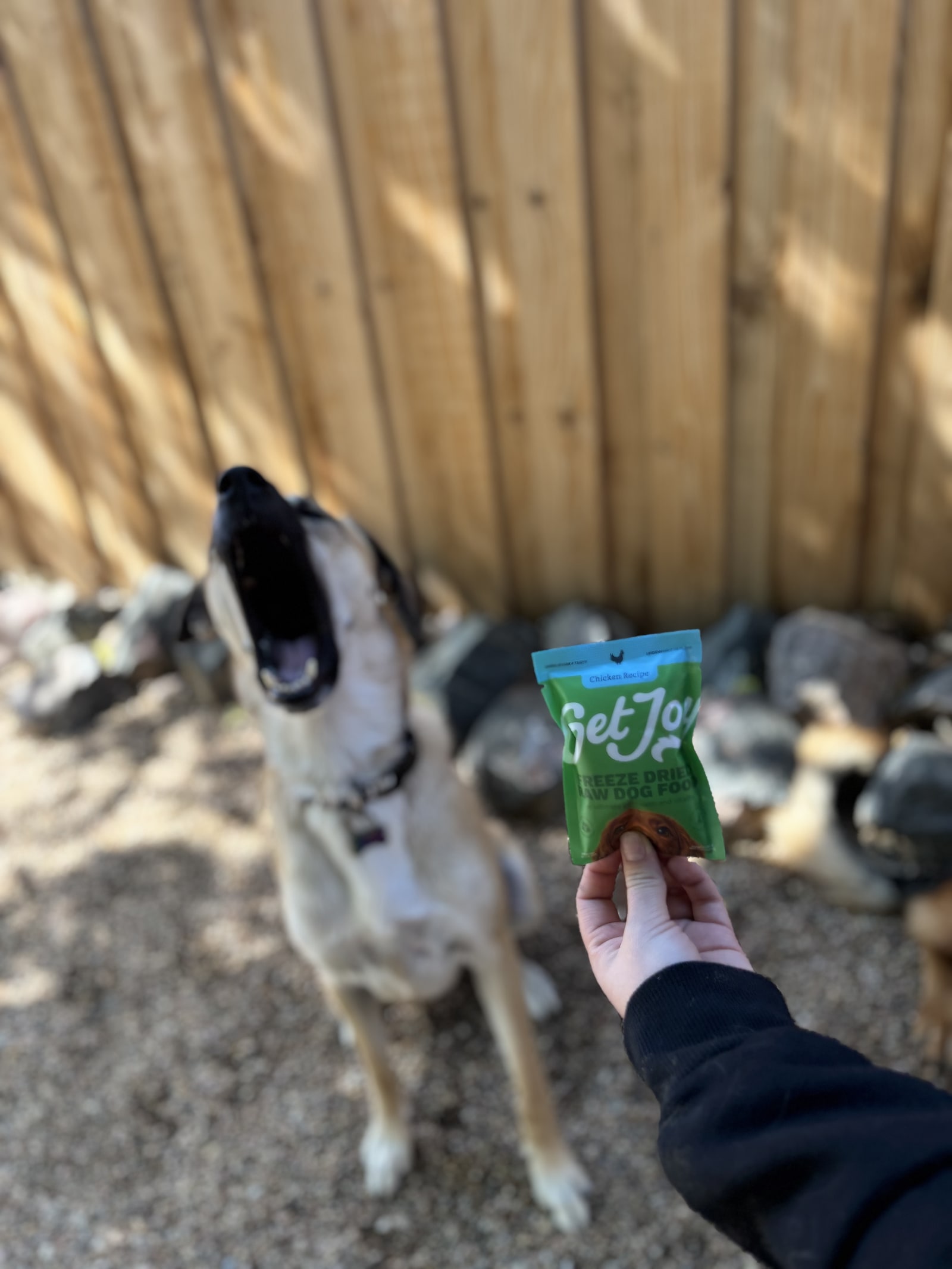 Get Joy & Co. at Bowhaus – Erie