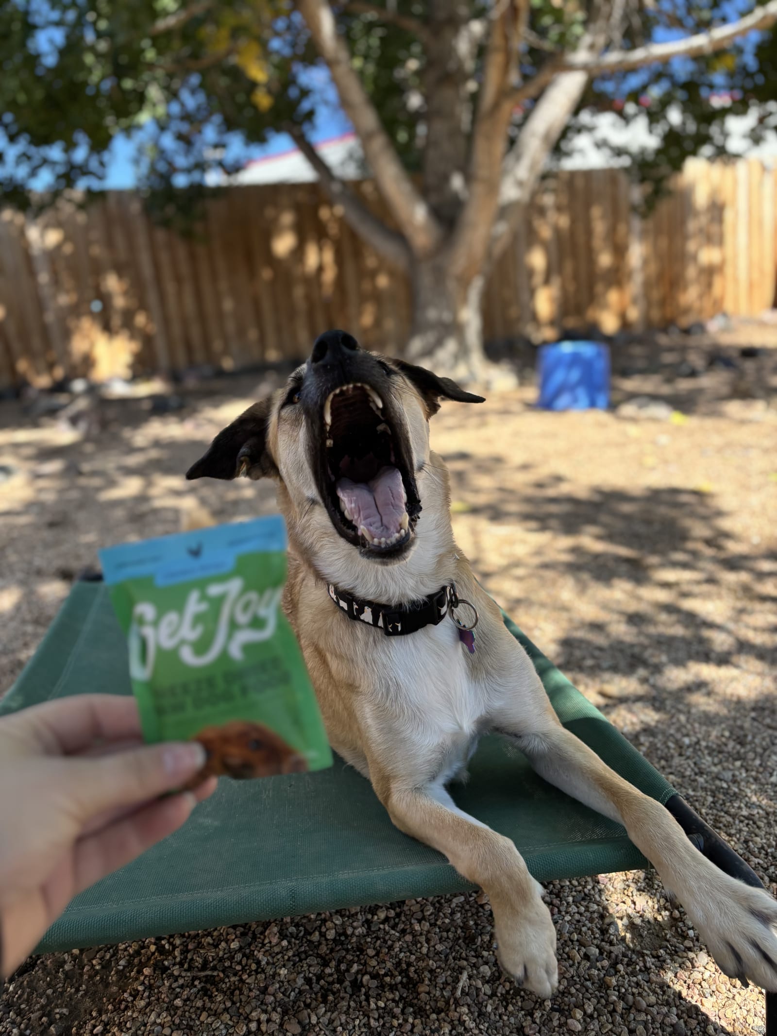 Get Joy & Co. at Bowhaus – Erie