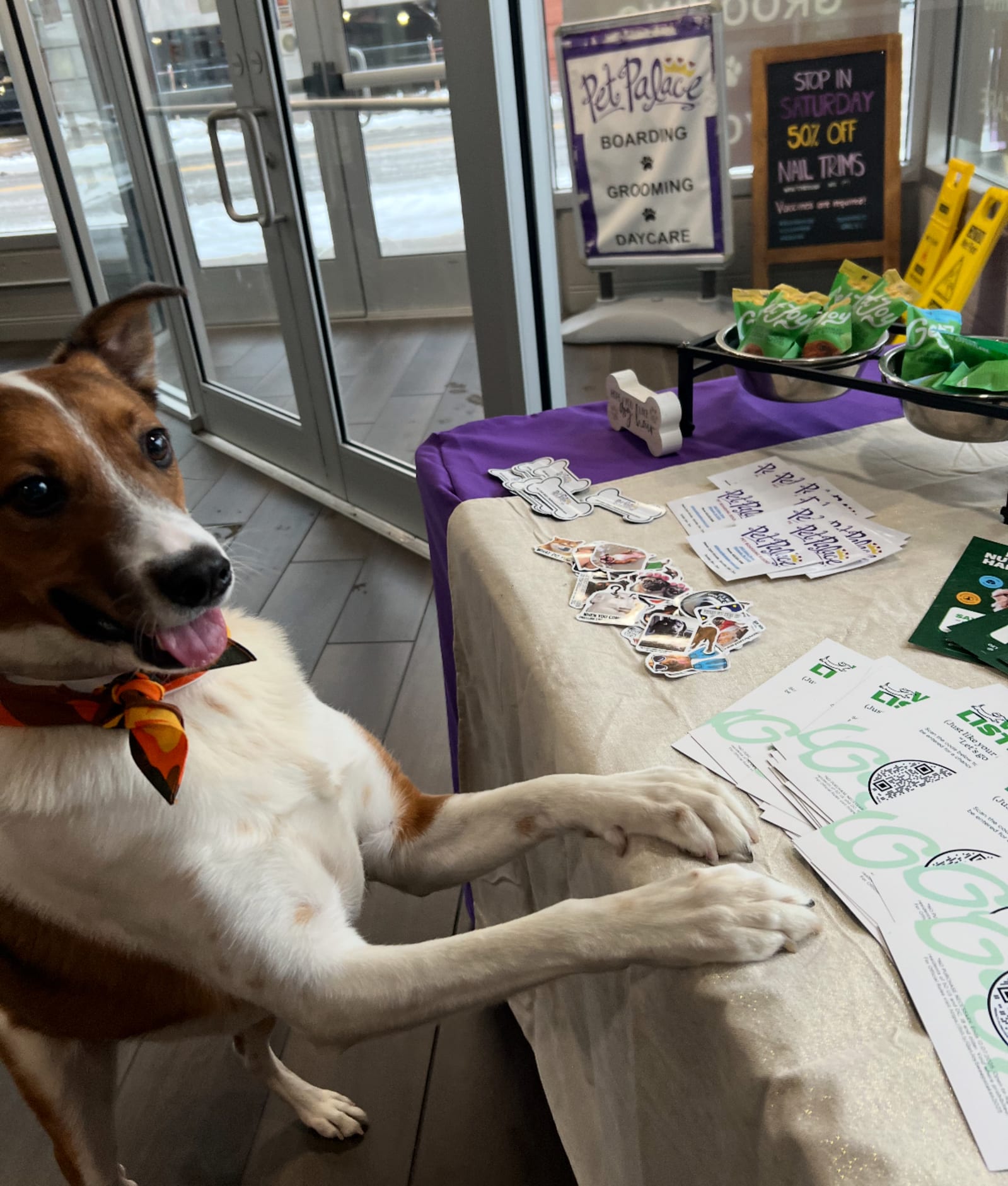 Get Joy & Co. at Pet Palace Pittsburgh