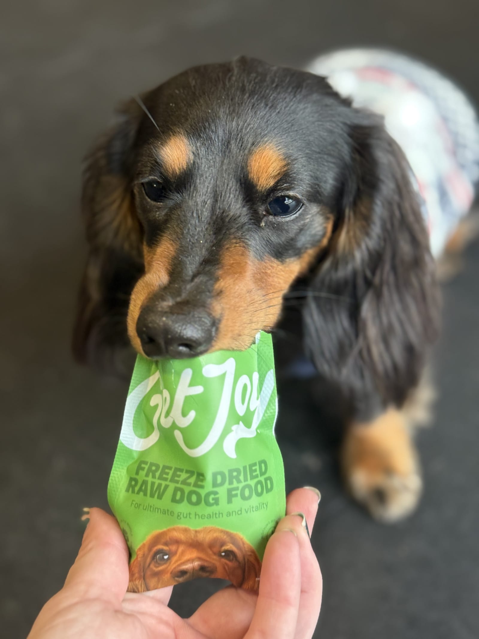 Pet Resort & Vet Clinic brand activation