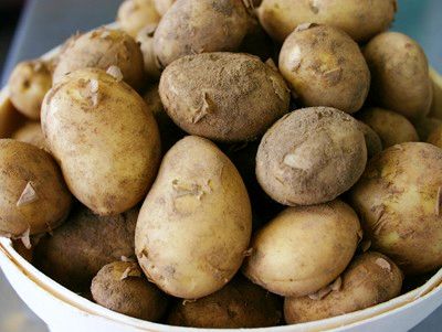 jersey potatoes season