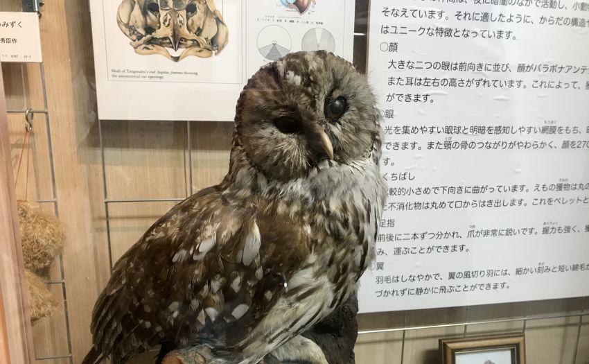 SWAROVSKI みみずく（ふくろう）2倍サイズ スワロフスキー フクロウ