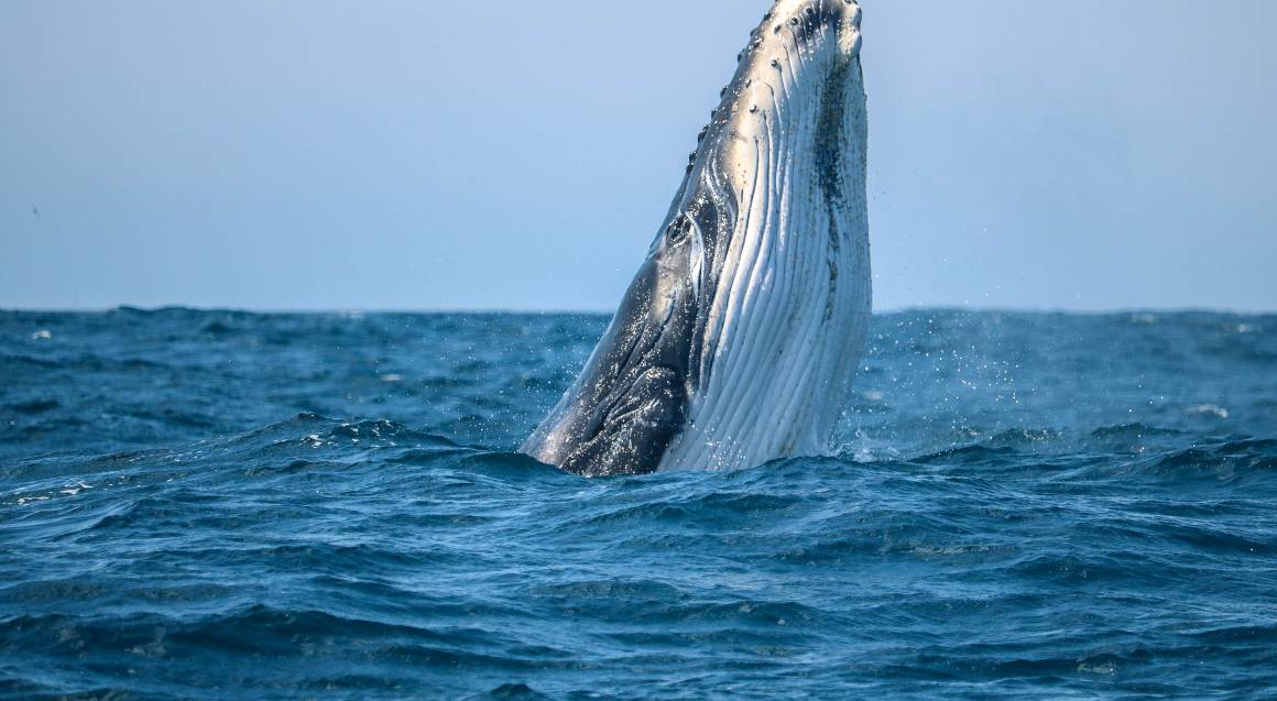 Whale Watch Cruise Jervis Bay