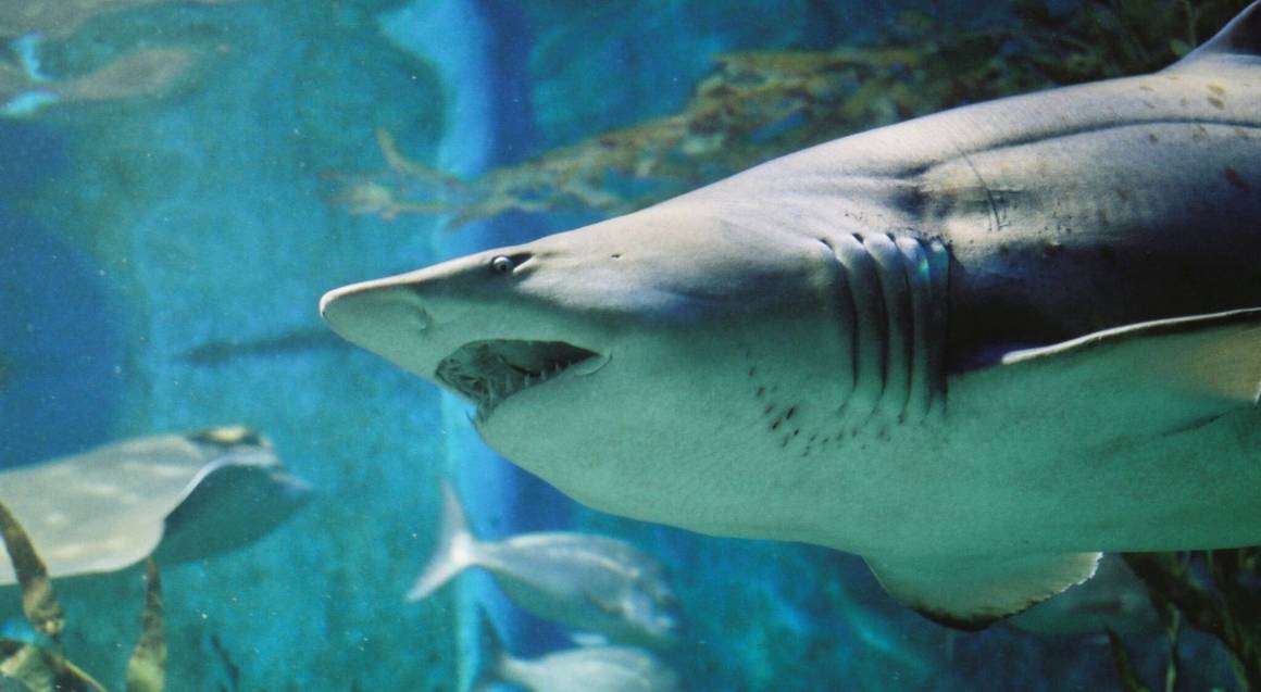 SEA LIFE Melbourne Aquarium Entry