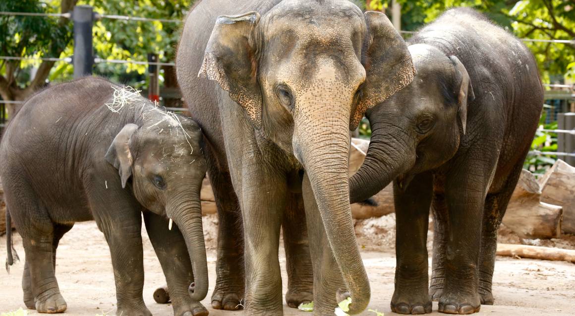 Roar 'n' Snore Sleepover at Melbourne Zoo For 2