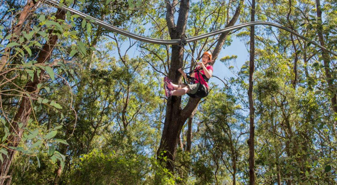 Tree Top Roller Coaster Zip Line Experience