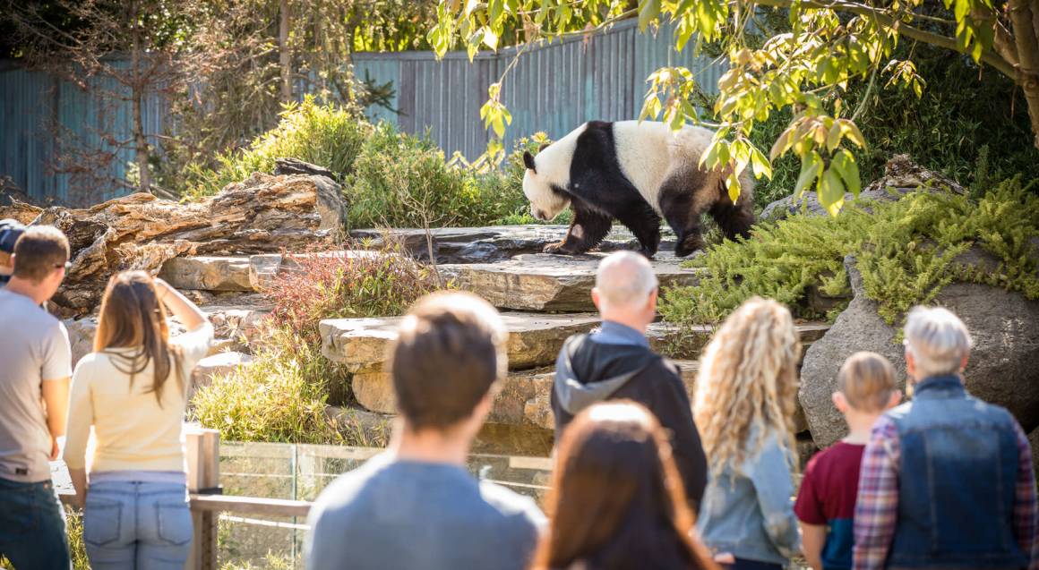 Panda Encounter at Adelaide Zoo