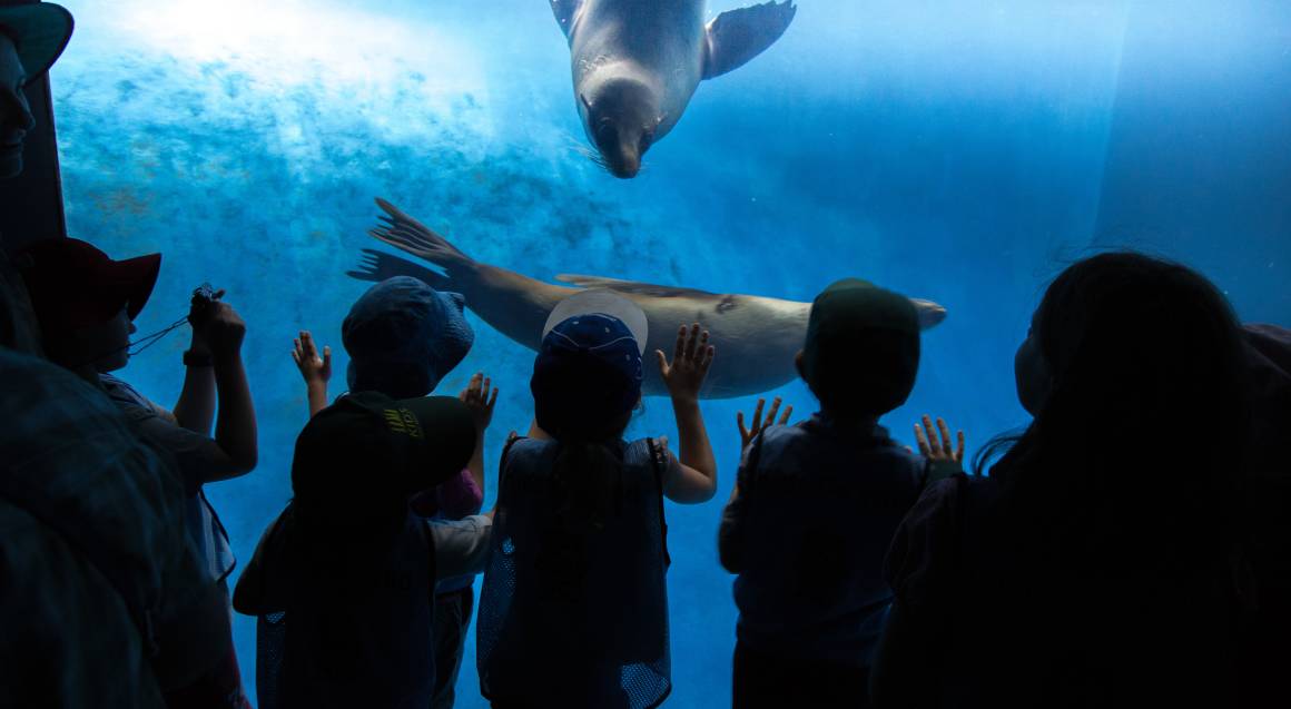 Roar 'n' Snore Sleepover at Melbourne Zoo For 2